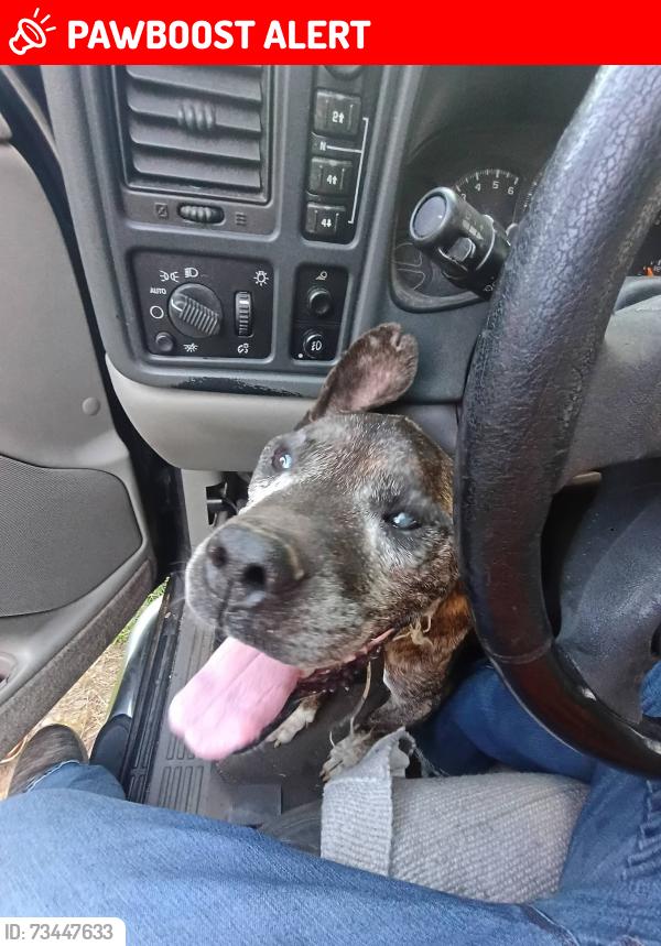 Lost Male Dog last seen East Burke High School, Connelly Springs, NC 28612