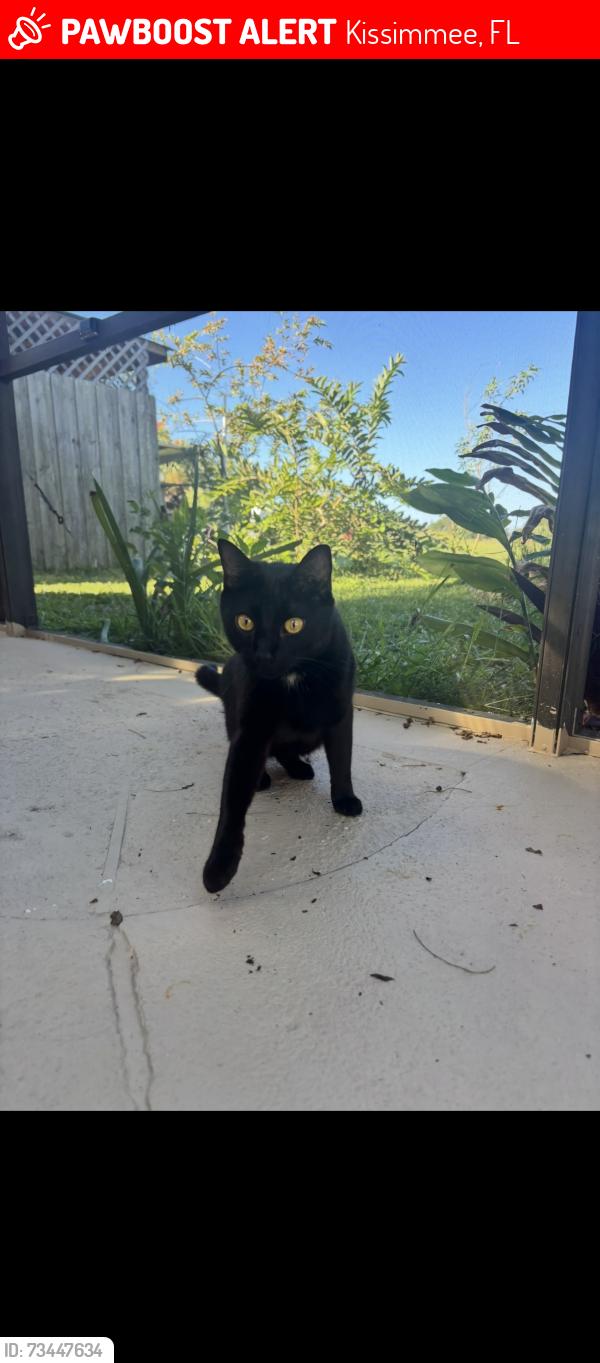 Lost Male Cat last seen Near country crossing ct backyard, Kissimmee, FL 34744