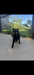 Lost Male Cat last seen Near country crossing ct backyard, Kissimmee, FL 34744