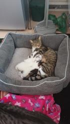 Reunited Female Cat last seen Oxford Road,, Essex, England CO15 3PZ