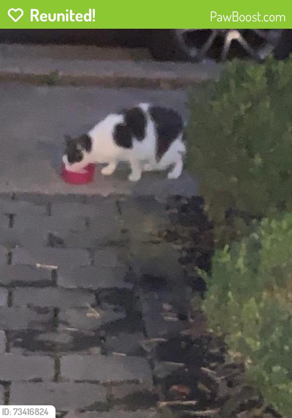 Reunited Unknown Cat last seen washington ave and norwood ave newtown pa 18940, Newtown, PA 18940