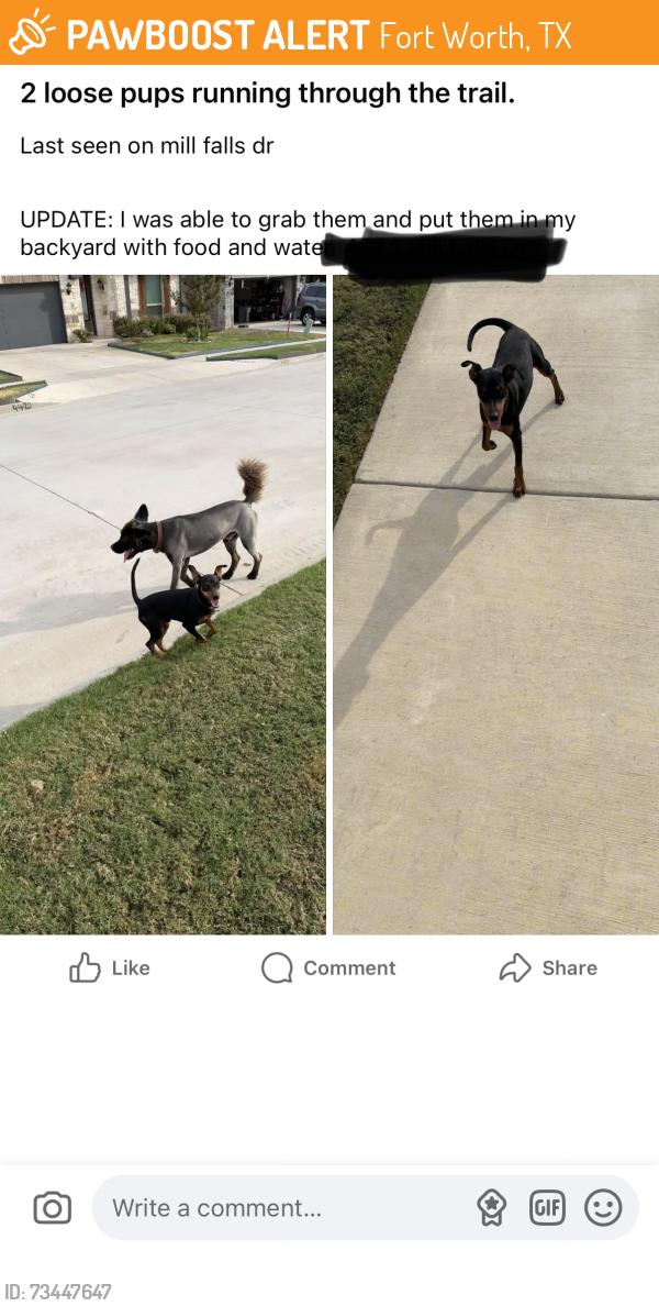 Found/Stray Male Dog last seen Hulen Trails, Fort Worth, TX 76036