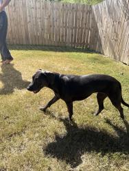 Reunited Female Dog last seen Oak tree drive, Chelsea, AL 35043