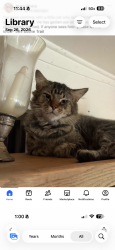 Lost Male Cat last seen Boone Trail, Danville, KY 40422