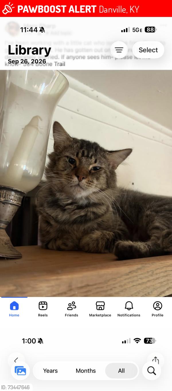 Lost Male Cat last seen Boone Trail, Danville, KY 40422