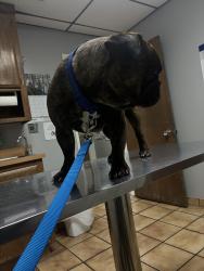 Lost Male Dog last seen Near b st Taft ca, Taft, CA 93268