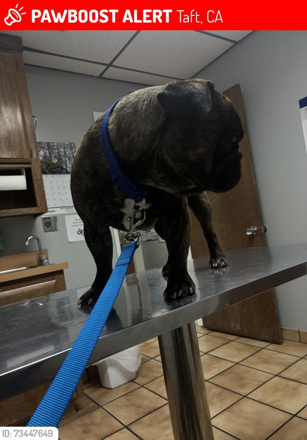 Lost Male Dog last seen Near b st Taft ca, Taft, CA 93268