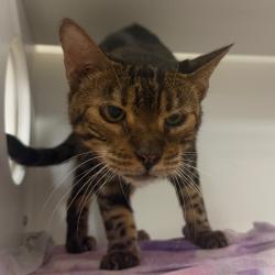 Shelter Stray Male Cat last seen , Animal Care & Control Team of Philly, 111 W Hunting Park Ave, Philadelphia, PA 19140, USA
