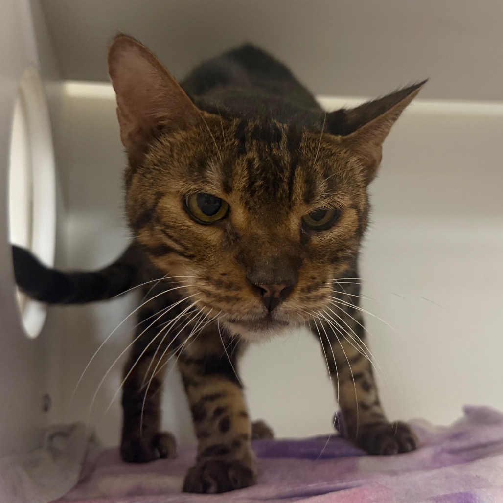 Shelter Stray Male Cat last seen , Animal Care & Control Team of Philly, 111 W Hunting Park Ave, Philadelphia, PA 19140, USA