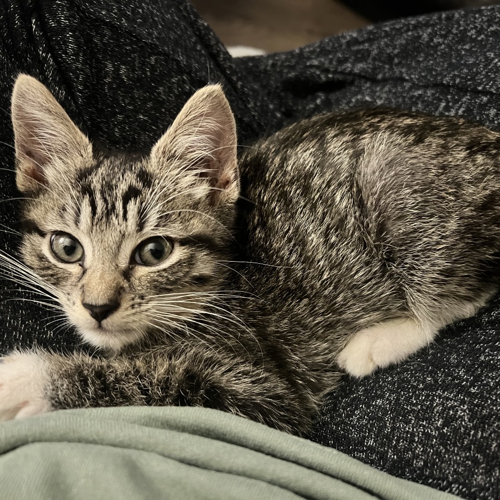 Shelter Stray Male Cat last seen , 2350 Appling City Cove, Memphis, TN 38133, USA