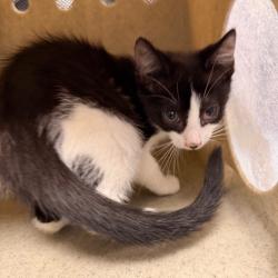 Shelter Stray Female Cat last seen , Animal Care & Control Team of Philly, 111 W Hunting Park Ave, Philadelphia, PA 19140, USA