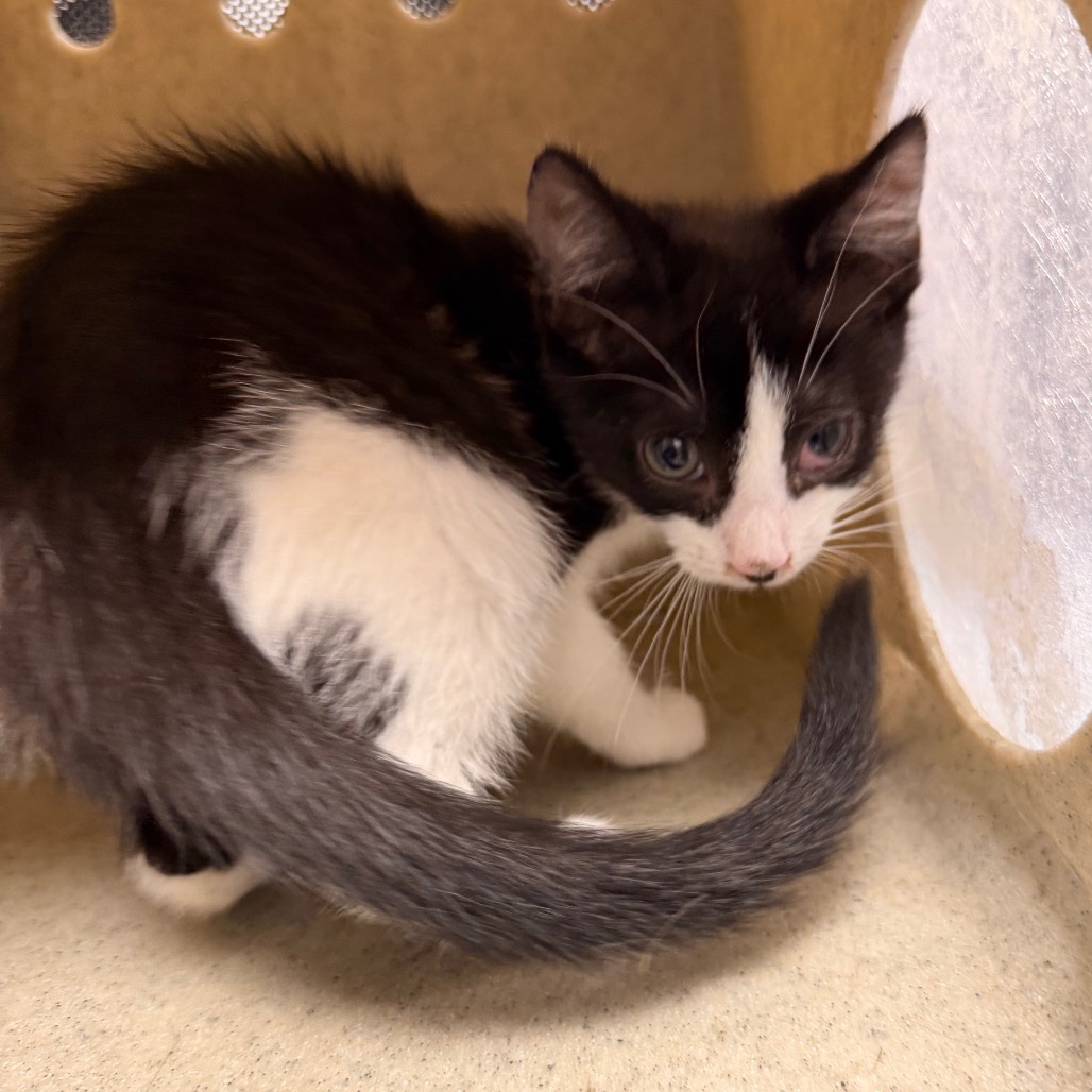 Shelter Stray Female Cat last seen , Animal Care & Control Team of Philly, 111 W Hunting Park Ave, Philadelphia, PA 19140, USA