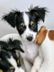 Lost Male Dog last seen Lamplighter on the river, Tampa, FL 33637