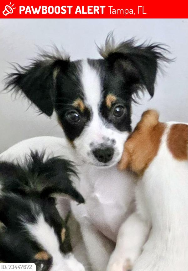 Lost Male Dog last seen Lamplighter on the river, Tampa, FL 33637