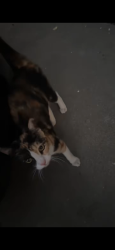 Lost Female Cat last seen Fruitridge to 21st, Sacramento, CA 95820
