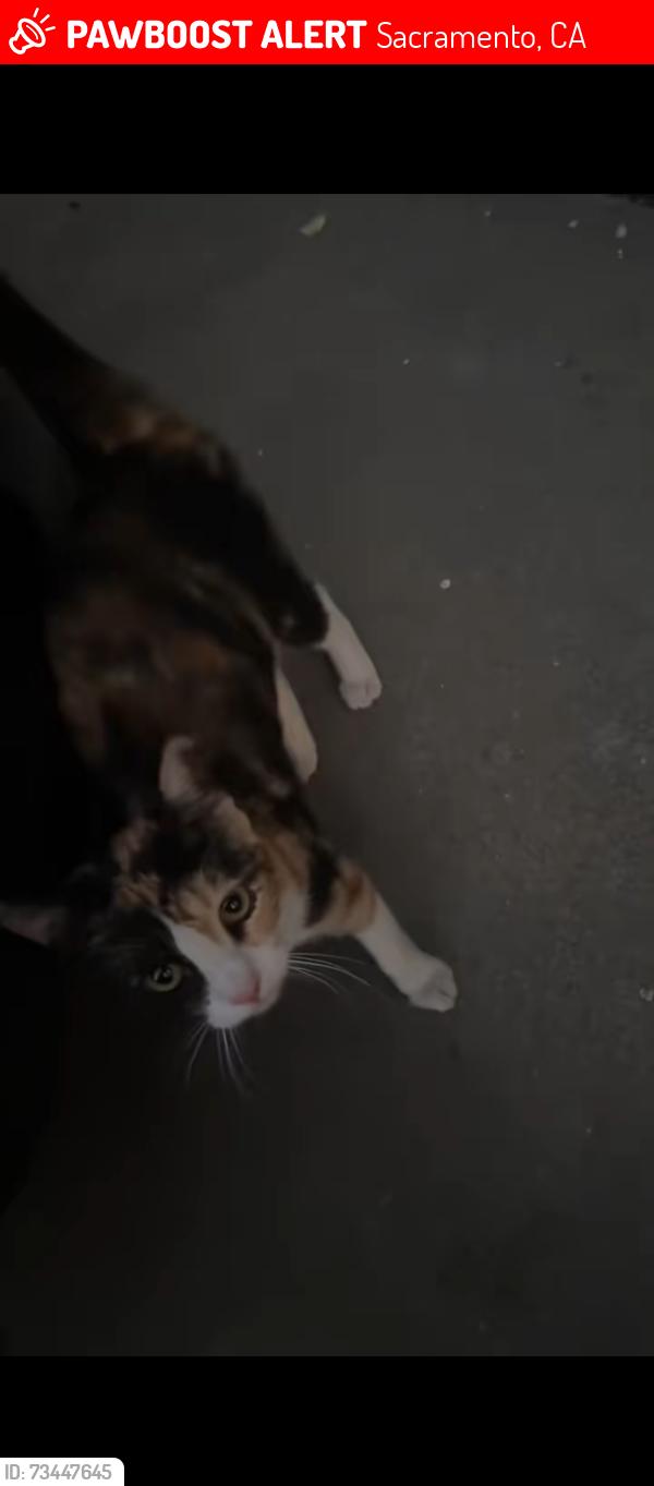 Lost Female Cat last seen Fruitridge to 21st, Sacramento, CA 95820