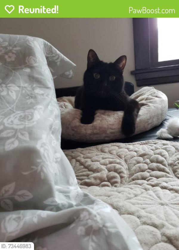 Reunited Male Cat last seen Troy St and Carmen Avenue, Chicago, IL 60625