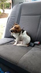 Lost Male Dog last seen By 7 Eleven on s 84th Street, Lakewood, WA 98499