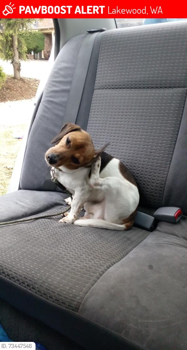 Lost Male Dog last seen By 7 Eleven on s 84th Street, Lakewood, WA 98499