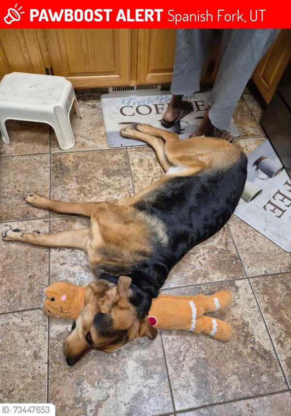 Lost Male Dog last seen Near S 1340 E, Spanish Fork, UT 84660