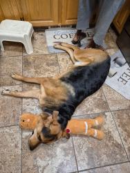 Lost Male Dog last seen Near S 1340 E, Spanish Fork, UT 84660