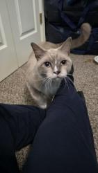 Found/Stray Male Cat last seen Dalview & Cedar Crest Ave, Dallas, TX 75203