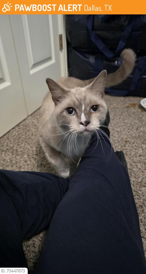 Found/Stray Male Cat last seen Dalview & Cedar Crest Ave, Dallas, TX 75203
