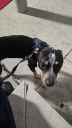 Found/Stray Female Dog last seen Walmart, San Antonio, TX 78229