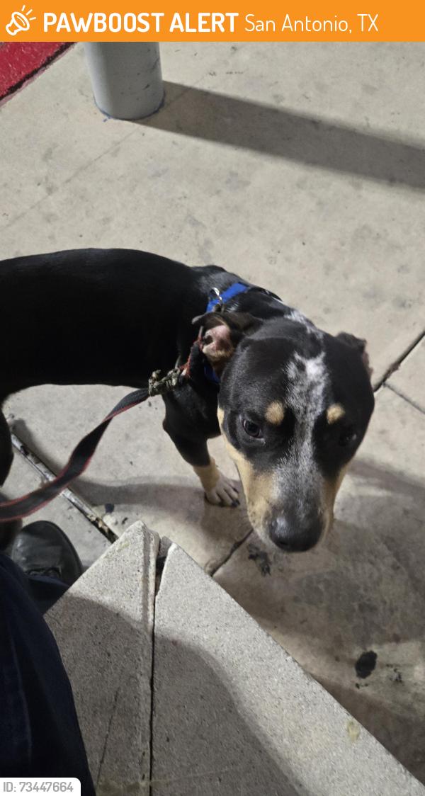 Found/Stray Female Dog last seen Walmart, San Antonio, TX 78229