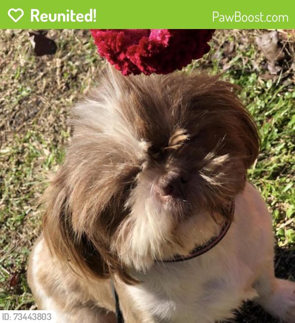 Reunited Female Dog last seen Timberswitch rd, Cleveland, TX 77328