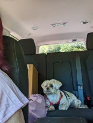 Reunited Female Dog last seen Elm Street, Burrell Township, PA 15717