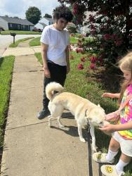 Lost Male Dog last seen Saunders and Harpersville, Newport News, VA 23601
