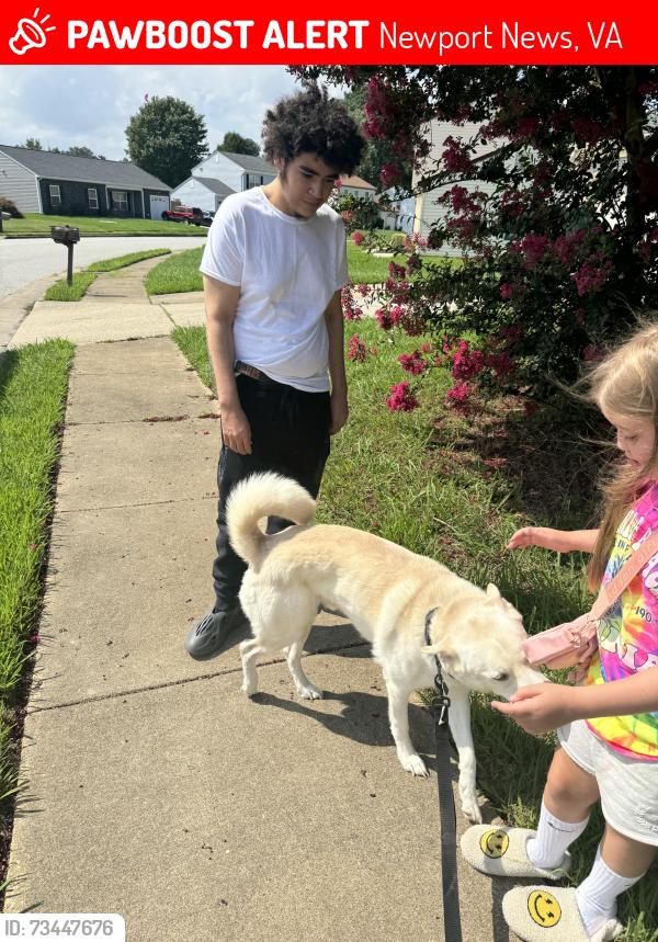 Lost Male Dog last seen Saunders and Harpersville, Newport News, VA 23601