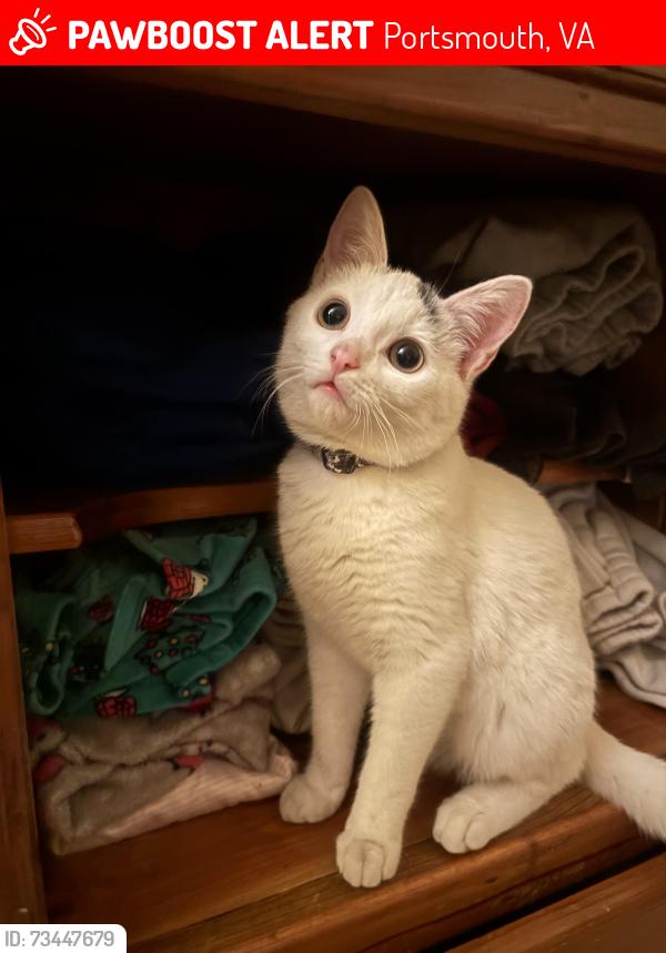 Lost Male Cat last seen King st, Portsmouth, VA 23707