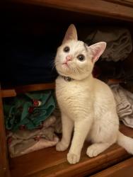 Lost Male Cat last seen King st, Portsmouth, VA 23707