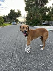 Reunited Male Dog last seen Wisteria avenue and Lake St, Umatilla, FL 32784