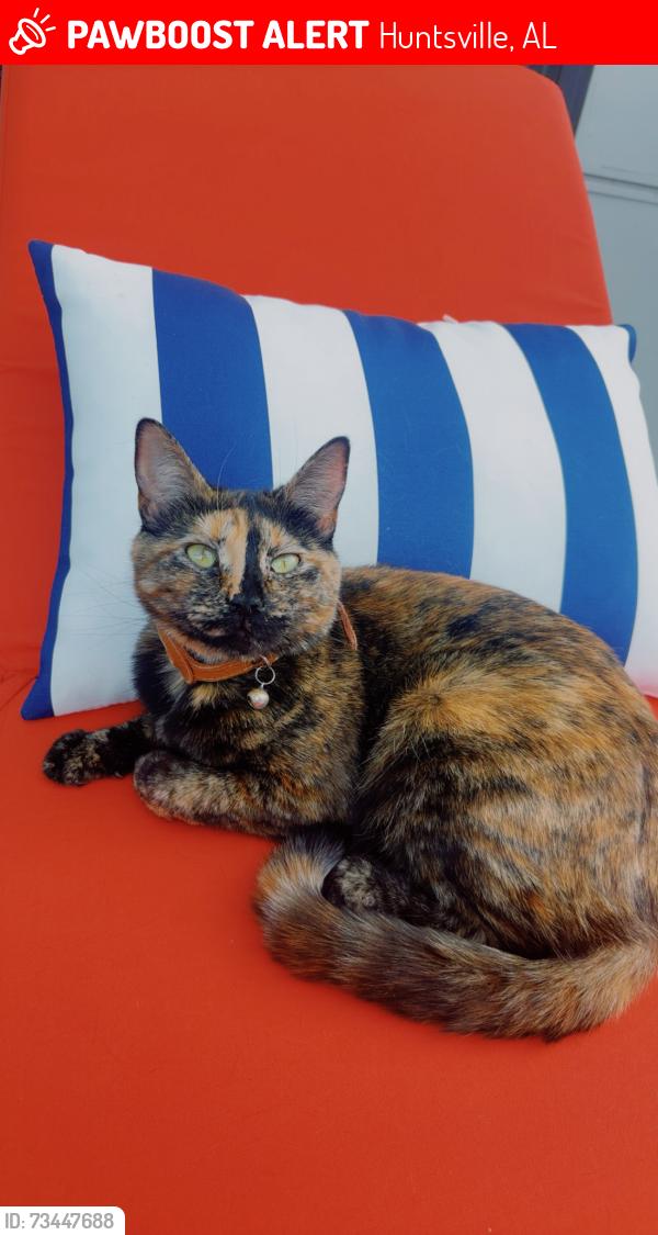 Lost Female Cat last seen Von Bron Center, Huntsville, AL 35801