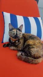 Lost Female Cat last seen Von Bron Center, Huntsville, AL 35801