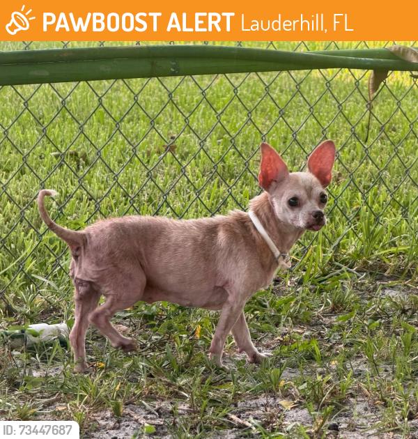 Found/Stray Female Dog last seen NW 26 STREET, Lauderhill, FL 33313