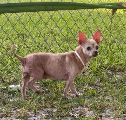 Found/Stray Female Dog last seen NW 26 STREET, Lauderhill, FL 33313