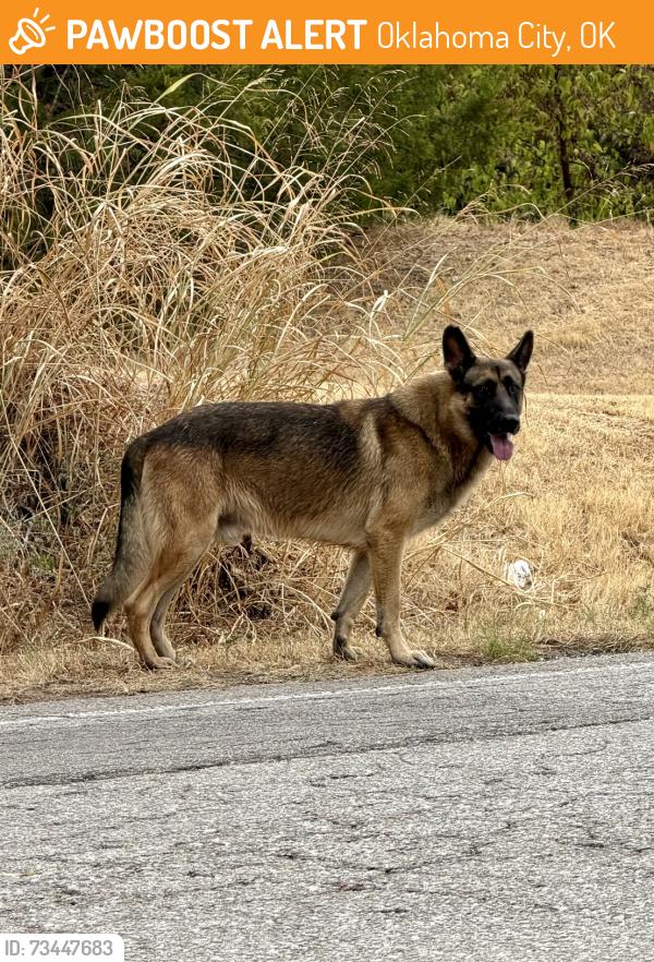 Found/Stray Male Dog last seen Seen on Bryant in between Hefner and 122nd, Oklahoma City, Oklahoma City, OK 73131
