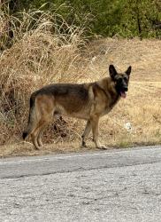 Found/Stray Male Dog last seen Seen on Bryant in between Hefner and 122nd, Oklahoma City, Oklahoma City, OK 73131
