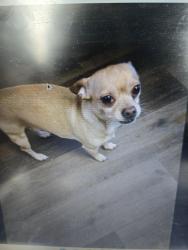 Reunited Male Dog last seen Near Larner Road, Surrey, BC V3R 5K2