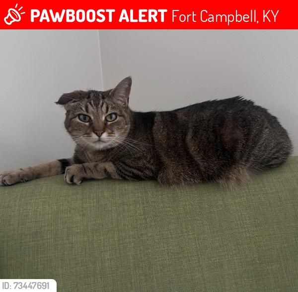 Lost Female Cat last seen Baumann Avenue, Woodlands on Fort Campbell, Fort Campbell, KY 42223