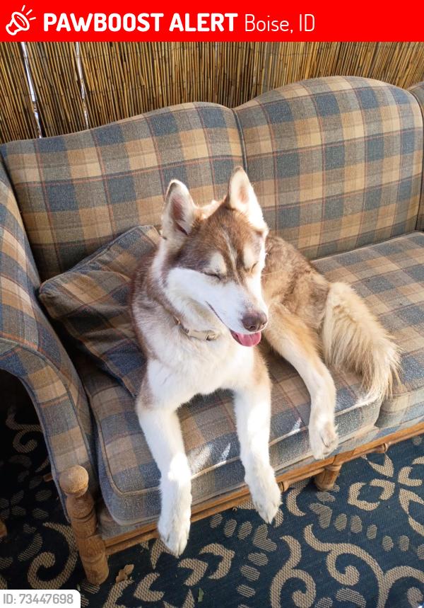 Lost Male Dog last seen Milwaukee, Boise, ID 83702
