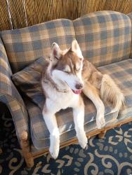 Lost Male Dog last seen Milwaukee, Boise, ID 83702