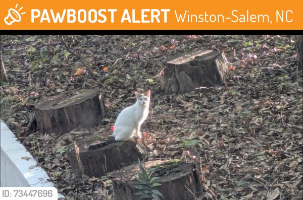 Found/Stray Unknown Cat last seen Long Creek village Winston Salem, Winston-Salem, NC 27040