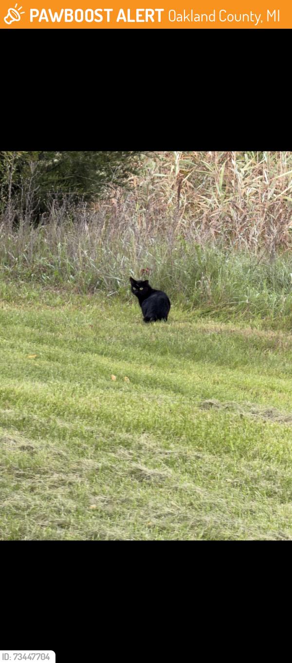 Found/Stray Unknown Cat last seen Groveland rd/ortonville rd, Oakland County, MI 48438
