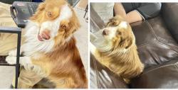 Lost Male Dog last seen Raymac street, Albuquerque, NM 87105