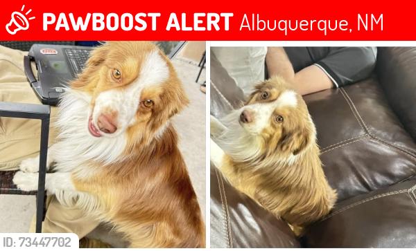 Lost Male Dog last seen Raymac street, Albuquerque, NM 87105